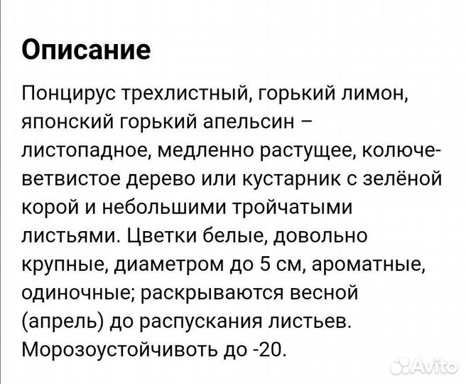 Деревья редкие-Панцириус, мушмула, дуб пробковый