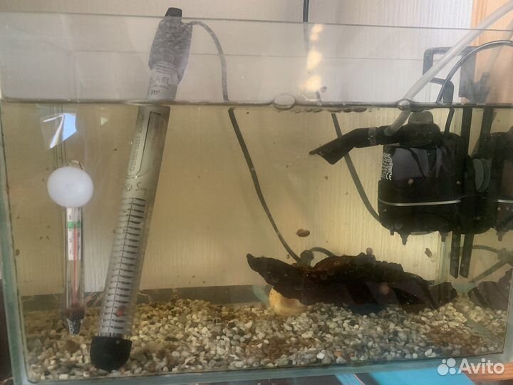 Улитки катушки