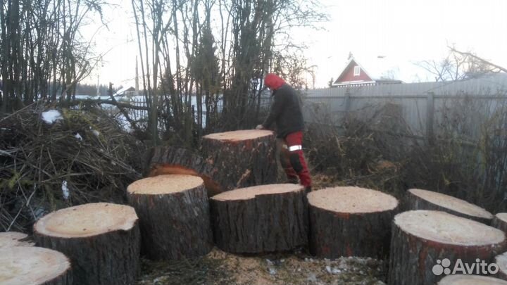 Удаление деревьев. Спил аварийного дерева