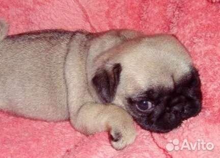 Щенки мопса