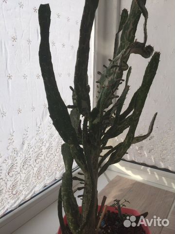 Кактус с оби