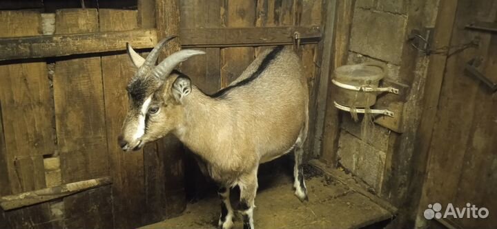 Альпийские и зааненские козы