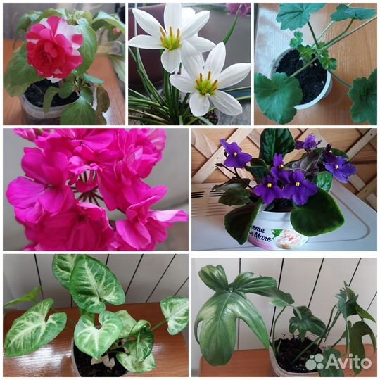 Пеларгония герань