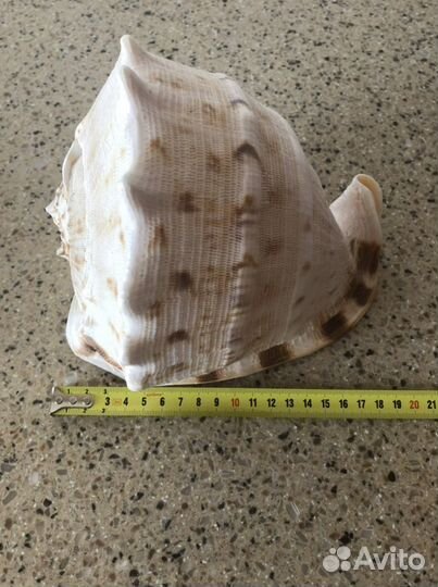 Раковина морская большая