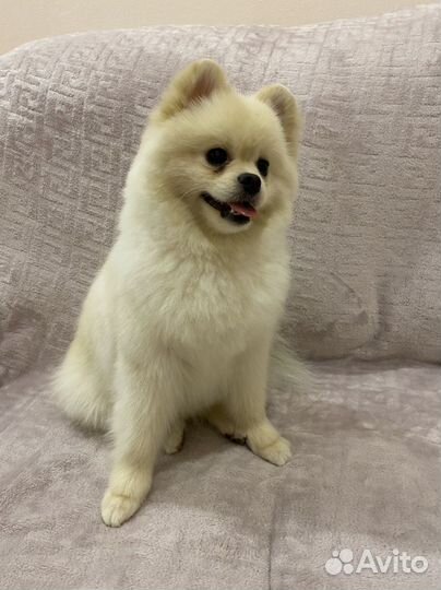 Померанский шпиц вязка