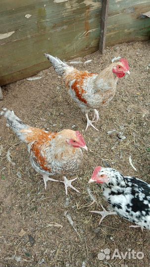 Домашние цыплята +породистая птица