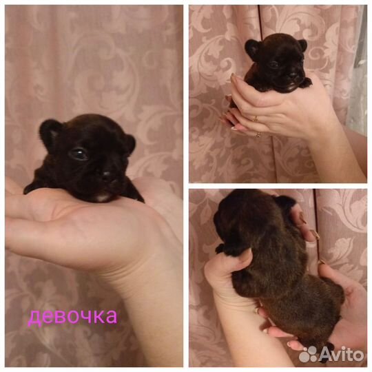 Щенки французского бульдога