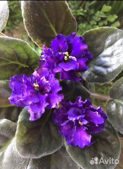 Фиалка «Шансон