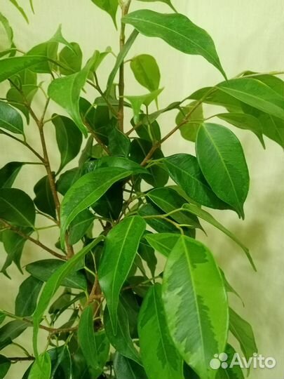 Фикус бенджамина пестролистный и эвкалипт