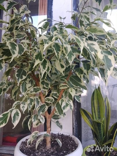 Отростки фикуса