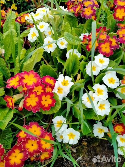 Примулы,гравилат чилийский,рудбекии