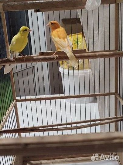 Продам канареек