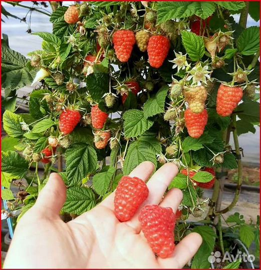 Малина Гусария и Промык саженцы