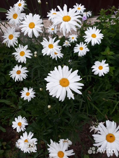 Ромашка-крупноцветковая