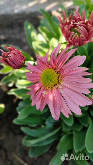 Хризантемы