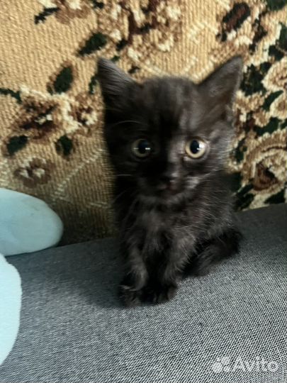 Отдам котят