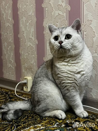 Шотладский кот вязка
