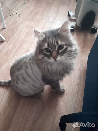 Стрижка (груминг) кошек и собак, экспресс линька