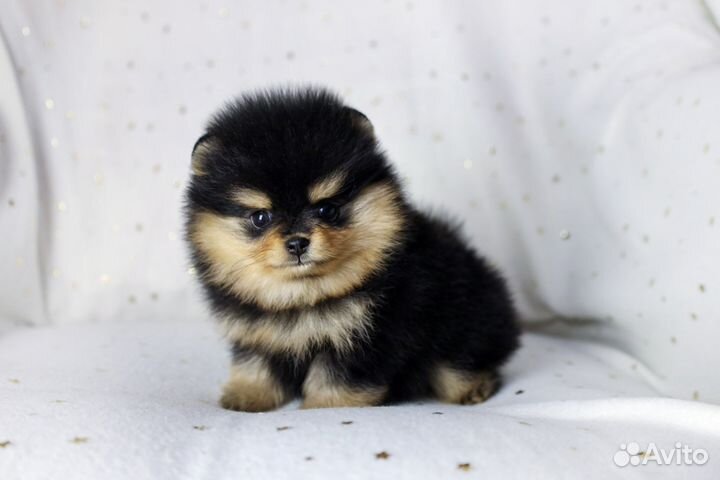 Красотки и красавчики Померанского Шпица