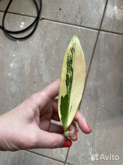 Замиокулькас вариегатный Emerald White