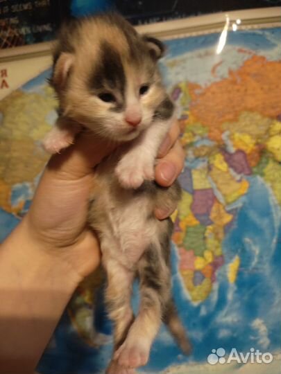 Котëнок Мейн кун