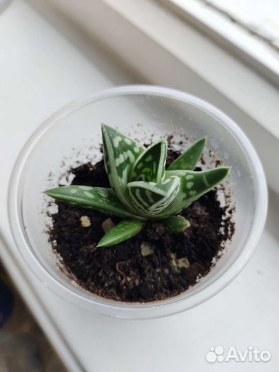 Алоэ тигровое