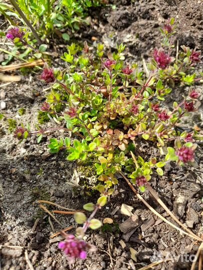 Чабрец Душица саженцы