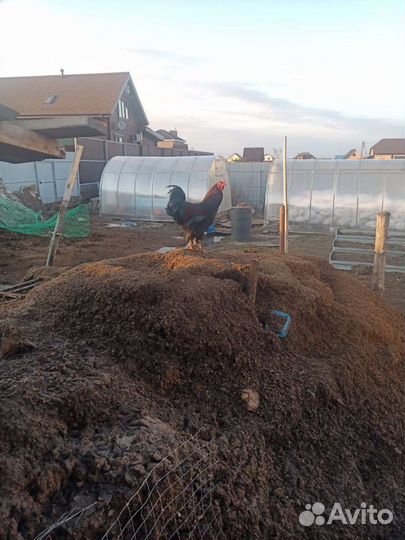 Компост навоз с опилками