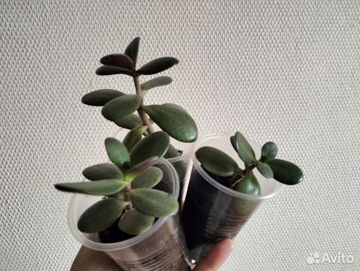 Толстянка денежное дерево крассула