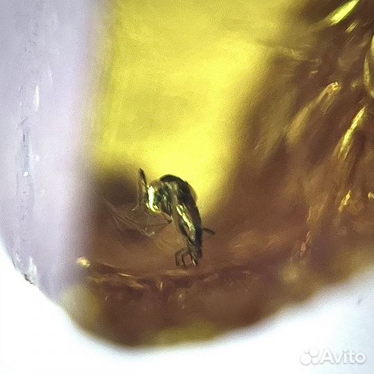 Янтарь с инклюзами Комара натуральный минерал