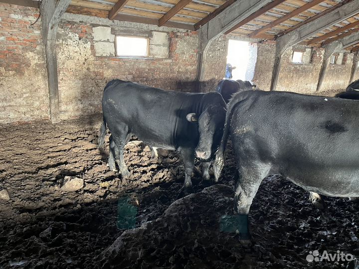 Быки на племя