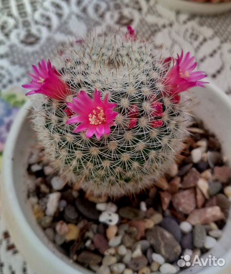 Кактус маммилярия