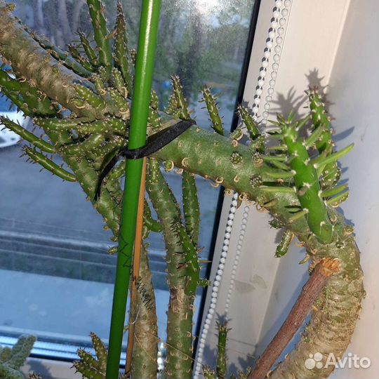 Кактус опунция