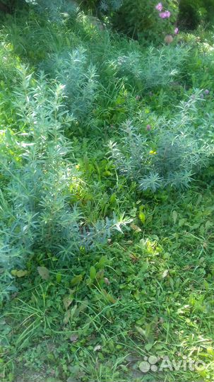 Побеги облепихи 2- летние - мальчик и девочка