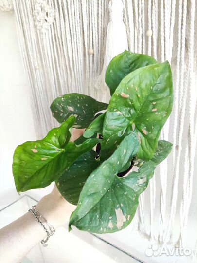 Сингониум пинк сплеш