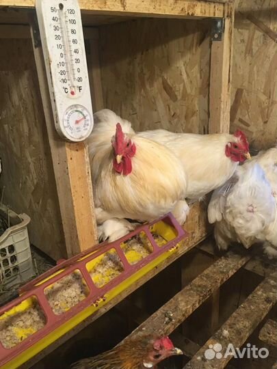 Петушки кохинхины карлик