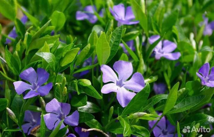 Барвинок малый, вечнозелёный