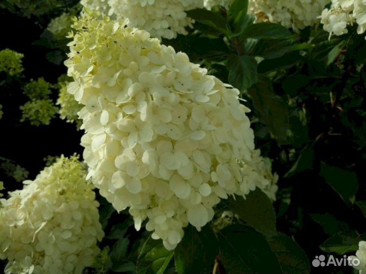 Гортензия Полар бир