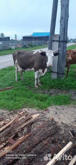 Корова высокоудойная