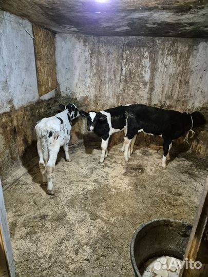 Телята бычки