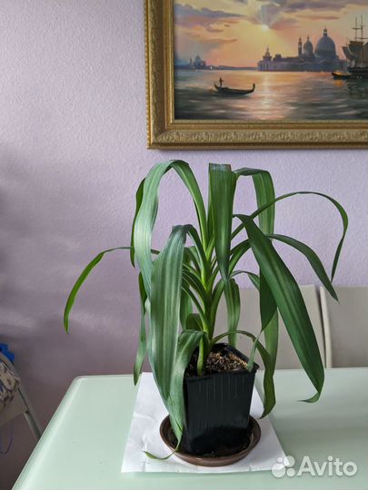 Юкка, фикус Бенджамин, антуриум