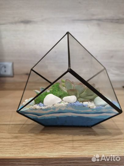Флорариум «Куб» с живыми растениями (суккулентами)