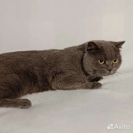 Модика в добрые руки