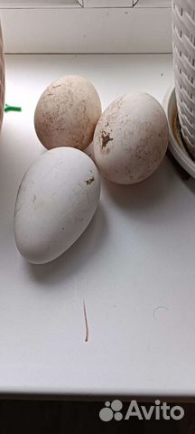 Инкубационное яйцо гусей линда