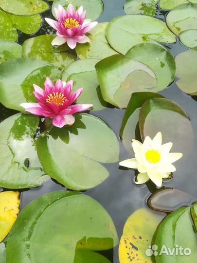 Водная лилия (нимфея)