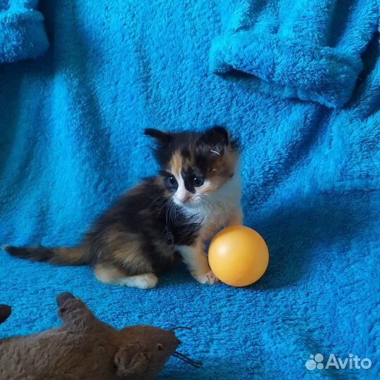 Котёнок трёхцветка