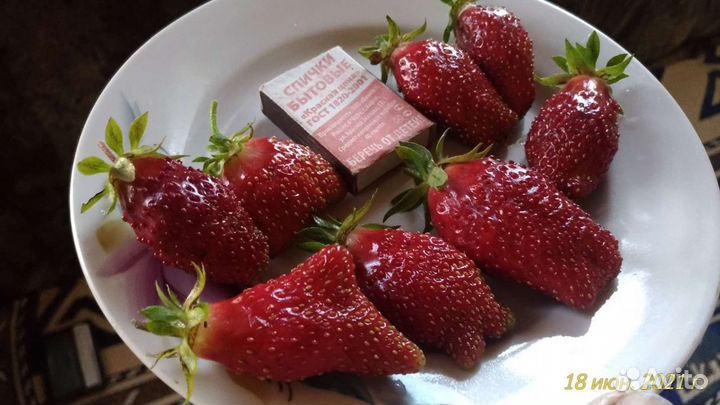 Клубника,рассада