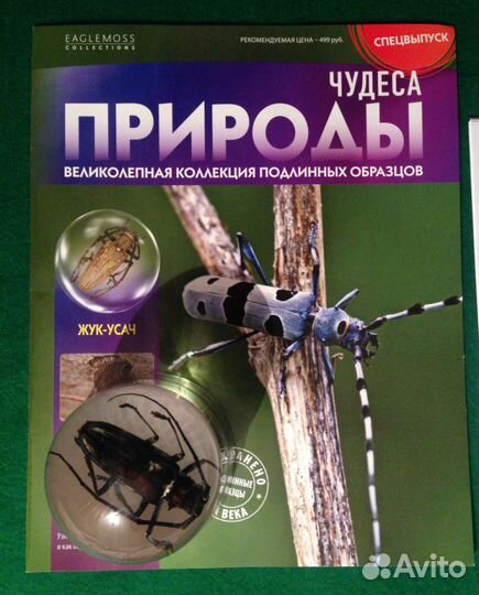 Насекомые в акриле сферы Жук -Усач и зуб акулы