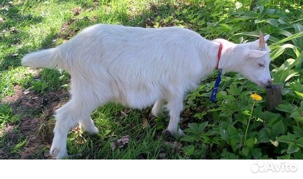 Козы и козлята