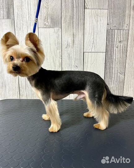 Стрижка собак и кошек